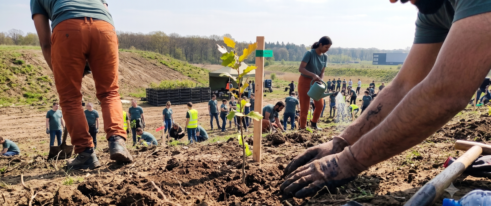 Volontari piantano un albero sul territorio